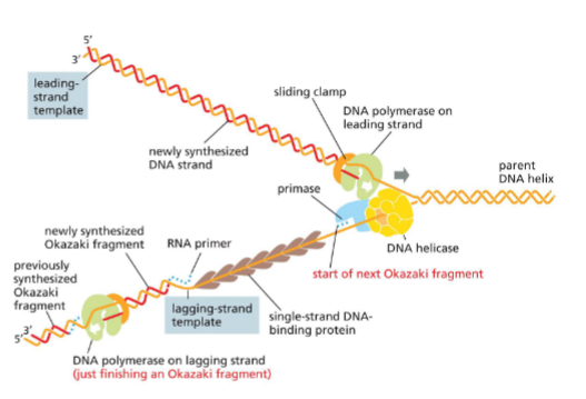 <p>Replication fork picture</p>