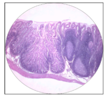 <p>what is this the histology of?</p>