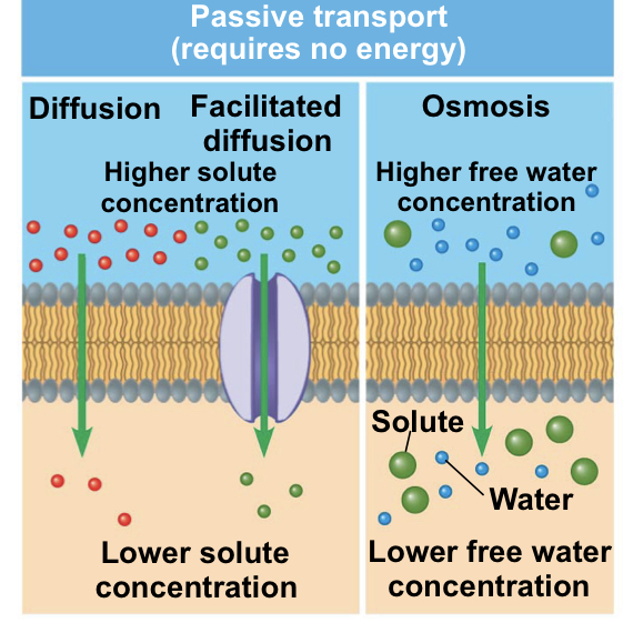 <ol><li><p>Diffusion: molecules go from high to low concentration</p></li><li><p>Facilitated Diffusion: molecules go from high to low concentration with the help of certain proteins</p></li><li><p>Osmosis: diffusion of water from higher to lower concentrations across a selectively permeable membrane</p></li></ol>