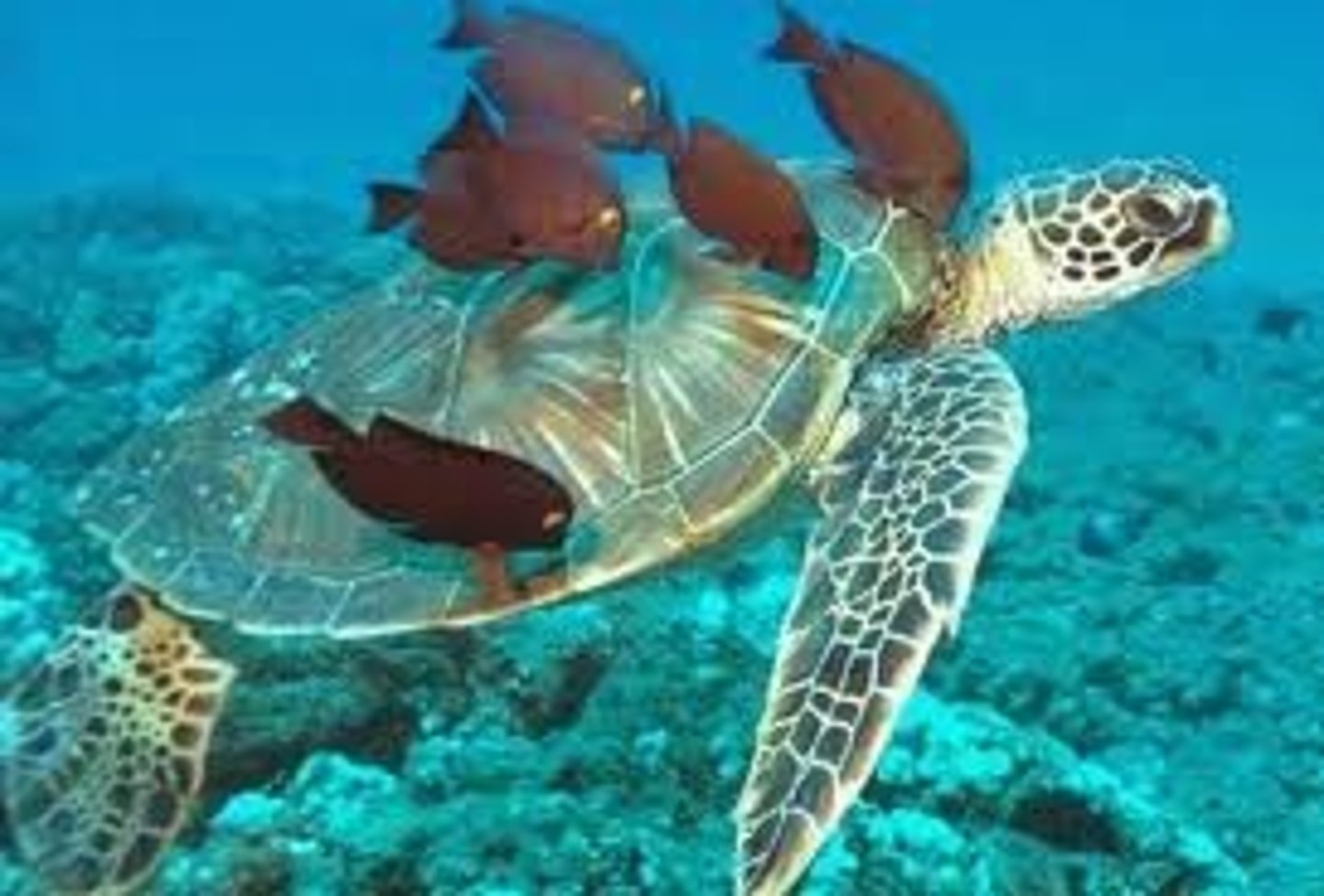 <p>(sea) turtle</p>