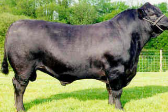 <p>What breed is this?</p>