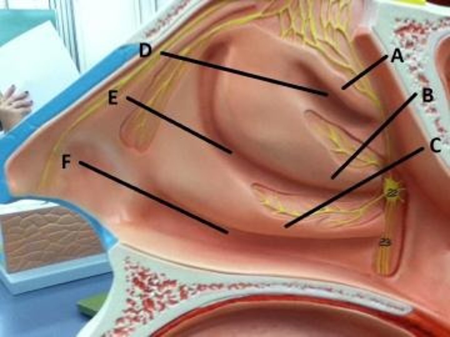 <p>irregularly shaped pockets or air spaces in the nasal cavity</p>