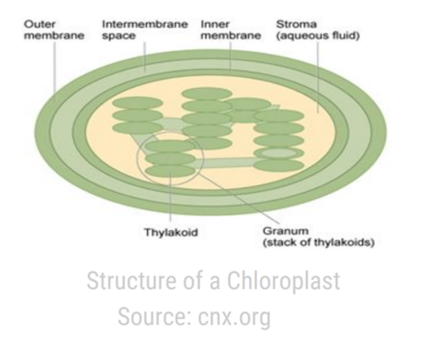 <p>Thylakoid stacks (grana), stroma, matrix, double membrane, inter membrane space</p>
