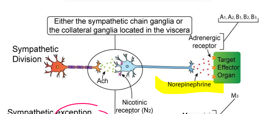 <p>sympathetic nervous system division (typical)</p>