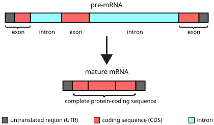 <p><strong>Definition:</strong><br>Introns are non-coding sequences found within genes that are removed during RNA processing.</p><p><strong>Key Facts:</strong></p><ul><li><p><strong># of Introns per Gene:</strong></p><ul><li><p>Generally increases with the complexity of the organism.</p></li></ul></li><li><p><strong>Size of Introns:</strong></p><ul><li><p>Usually <strong>much larger</strong> than exons.</p></li><li><p>Can range from <strong>150 to 800,000 nucleotides (nt)</strong> in length.</p></li></ul></li><li><p><strong>Introns in Primary RNA (pre-mRNA):</strong></p><ul><li><p>In many genes, <strong>most of the RNA is introns</strong>, not exons.</p></li></ul></li></ul><p><strong>Extreme Examples:</strong></p><ul><li><p><strong>Mammalian DHFR gene:</strong></p><ul><li><p>Pre-mRNA = ~31,000 nt</p></li><li><p>Mature mRNA = ~2,000 nt</p></li></ul></li><li><p><strong>Human Dystrophin gene:</strong></p><ul><li><p>Gene size = <strong>~2.4 million nt (2,400 kb)</strong></p></li><li><p>RNAP makes RNA at ~40 nt/sec → <strong>~17 hours</strong> to transcribe this one gene!</p></li></ul></li></ul><p></p>