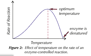 ~ More heat means increase kinetic energy, so molecules move faster
~ Substrate is more likely to collide with enzyme and more energy involved in each collision so more likely to be above activation energy
~ Very high temperatures makes the enzyme's molecules vibrate more - vibrations break weaker ionic and hydrogen bonds
~ Tertiary structure changes so enzyme is denatured