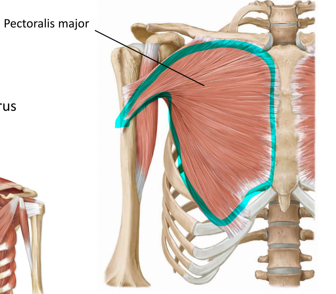 <p>Origin—> sternum and clavicle</p><p>Insertion—> greater tubercle of humerus</p><p>Action—> flex, adduct arm at shoulder</p>