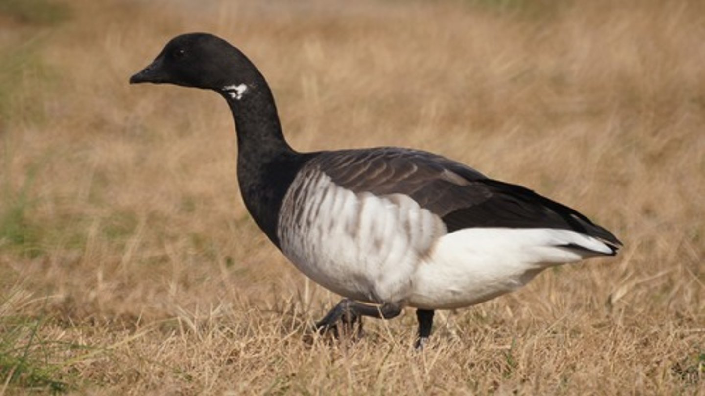 <p>Anseriformes</p><p>Anatidae</p>