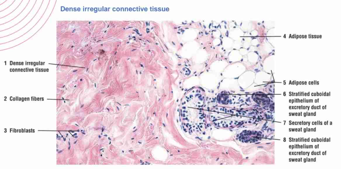 <p>Beneath epithelial layers and around blood vessels.</p>