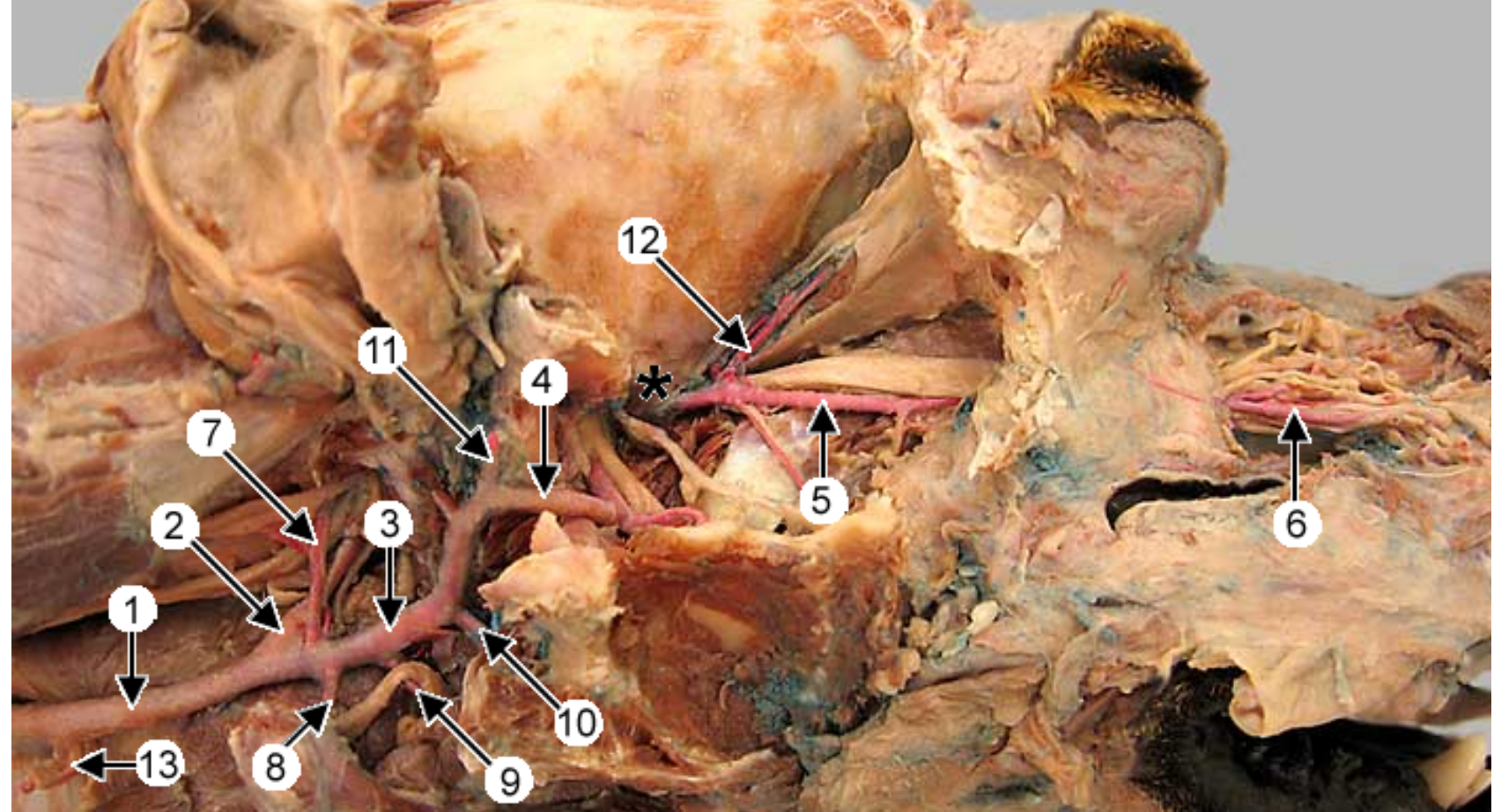 <p>this is an up close imahge of the head, eye is to the right.</p><p>label 1-11, except 5,6,8</p>