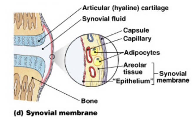 <p>They <strong>line </strong>articulating <strong>joint </strong>cavities and produce <strong>synovial </strong>fluid for <strong>lubrication</strong>. <strong>Protect </strong>ends of bones. <strong>Lacks </strong>a true epithelium.</p>