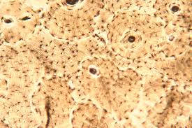 <p>What tissue is this</p>