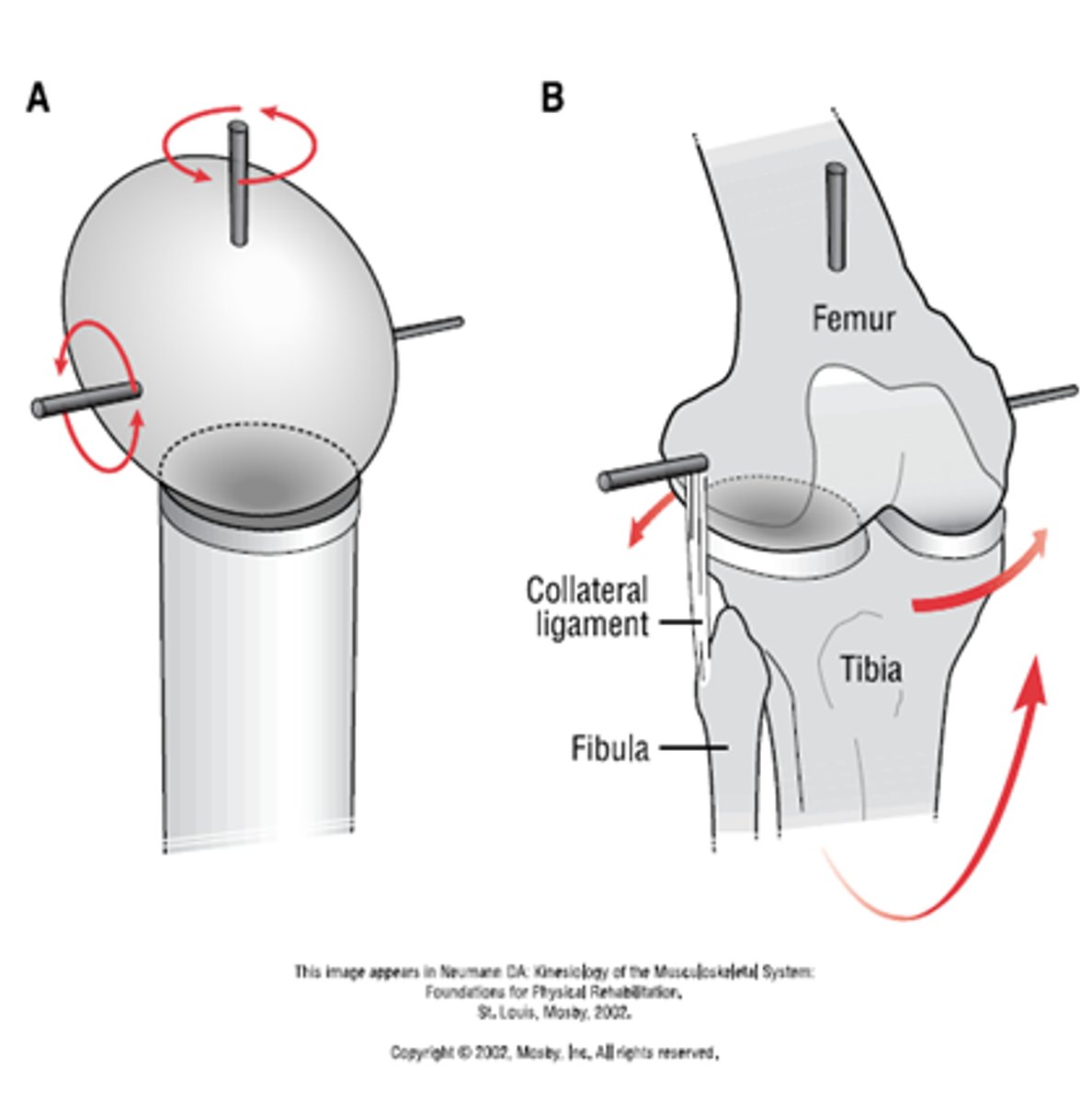 <p>hinge</p>