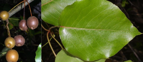 <p>Rosaceae</p><p>Pyrus calleryana</p>