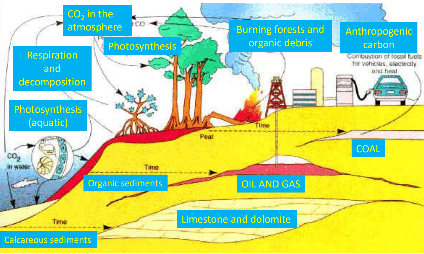 <p>The carbon cycle is the continuous movement of carbon among the atmosphere, oceans, soil, and living organisms. Key processes include photosynthesis, respiration, decomposition, ocean uptake, and fossil fuel combustion.</p>