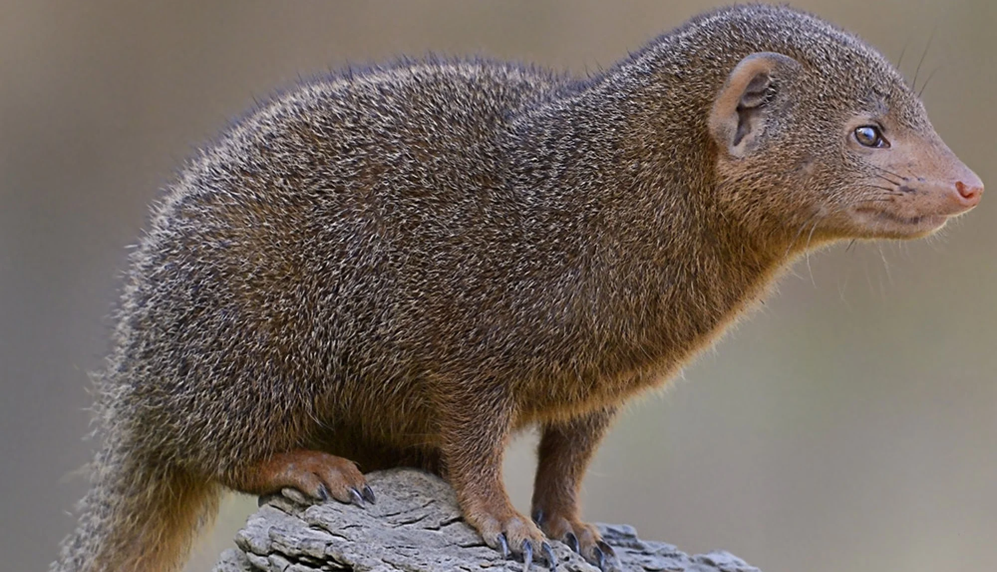 <p>Vic Falls, Chobe NP, Okavango Delta, Bagani, Grootfontein, Etosha NP, Kruger NP</p>