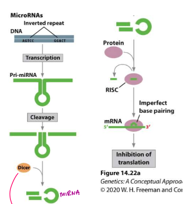 <p>euk, trans, translation, 21-25 bp</p><p>DICER cuts mRNA into miRNA which binds with RISC which binds miRNA to target mRNA in an imperfect binding format resulting in inhibition </p>