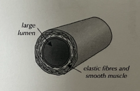<p>Function of arteries</p>