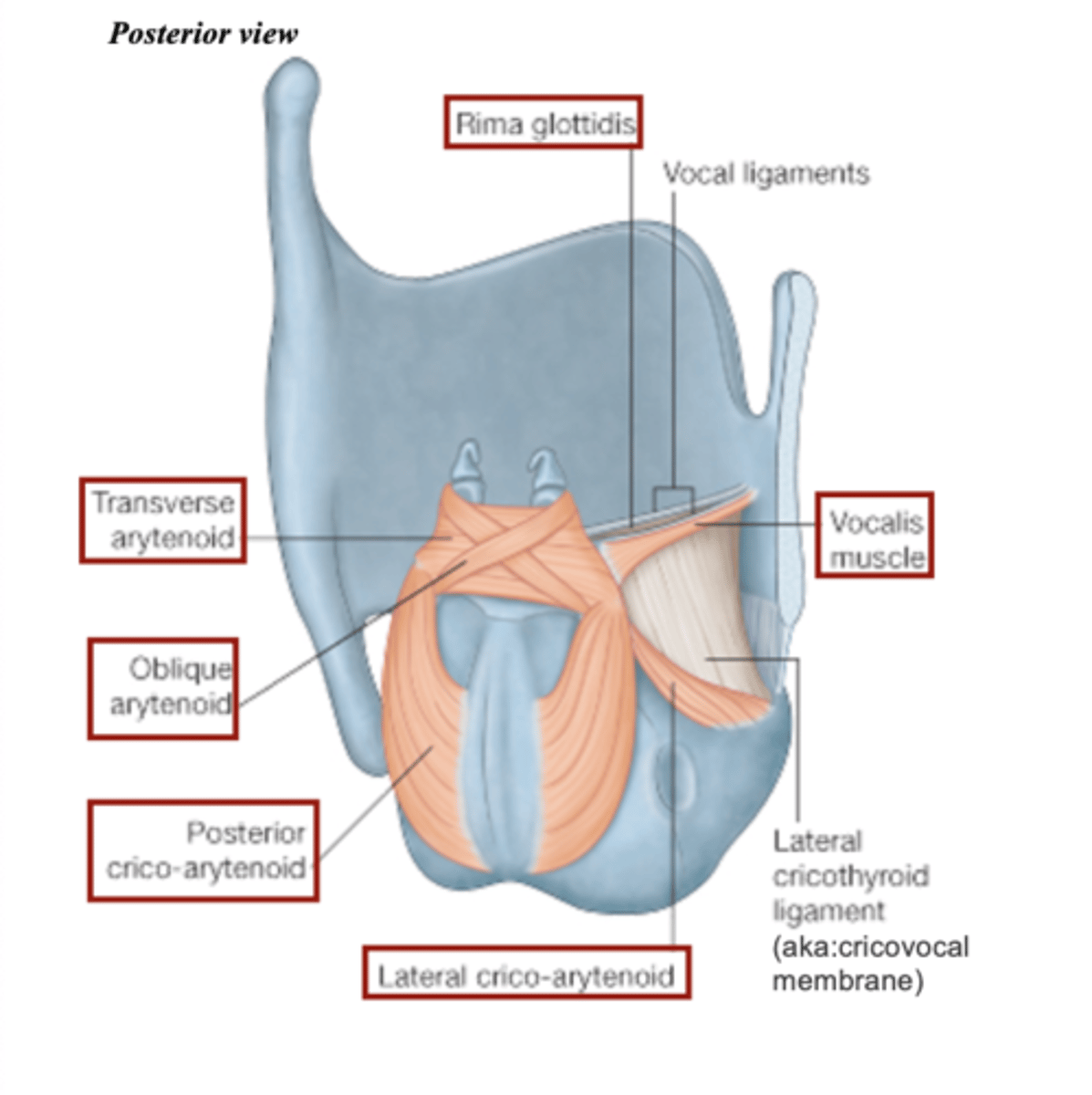 <p>- length and position</p><p>- size and shape </p>