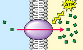 Movement of a substance from a region where it is in a low concentration to a region where it is in a high concentration. The process requires the expenditure of metabolic energy in the form of ATP.