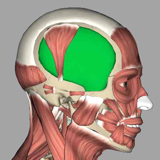 <p>Muscle that elevates the mandible with power.</p>
