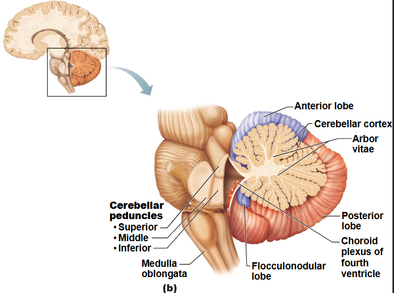 <p><span><span>(Anterior) (Posterior) (Flocculonodular)</span></span></p>