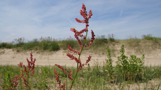 <p>Veldzuring (Duizendknoopfamilie)</p>