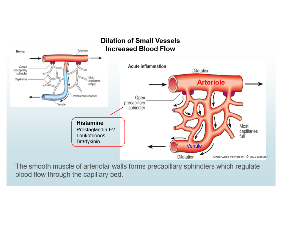 <p>Leukocytes accumulate at injury site and are activated</p>