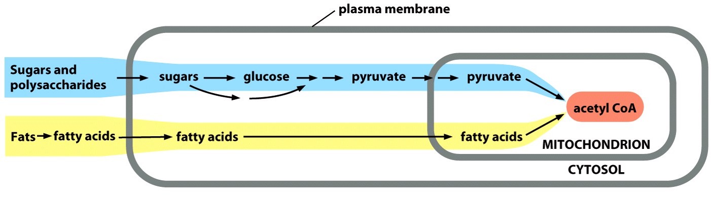 <p>Generation of Acetyl Co A starts the..</p>