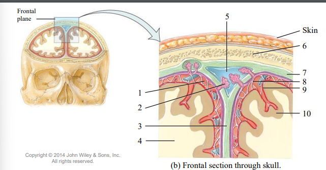<p>(2) Arachnoid granulations function </p>