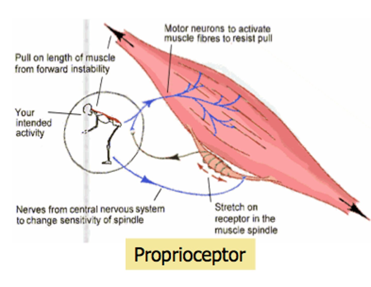 <p>What is a proprioceptor?</p>