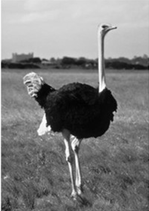 <p>orden Struthioniformes</p>