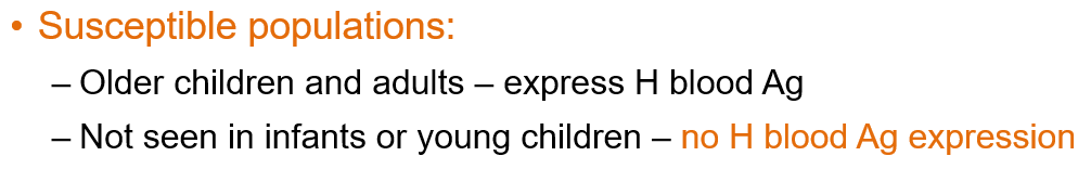 <ul><li><p><strong>Older children and adults who express the H blood antigen </strong>are susceptible.</p></li><li><p><strong>Infants and young children are less affected </strong>because they don’t express the H blood antigen.</p></li></ul><p></p>