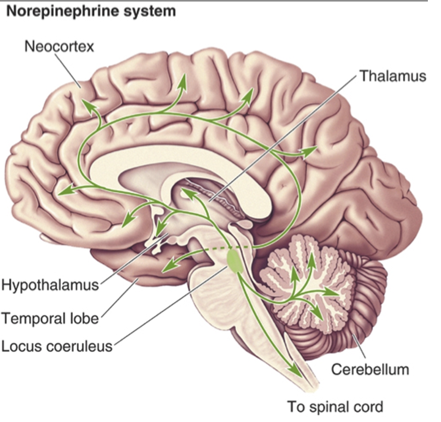 <p>Noradrenergic neurons. </p>