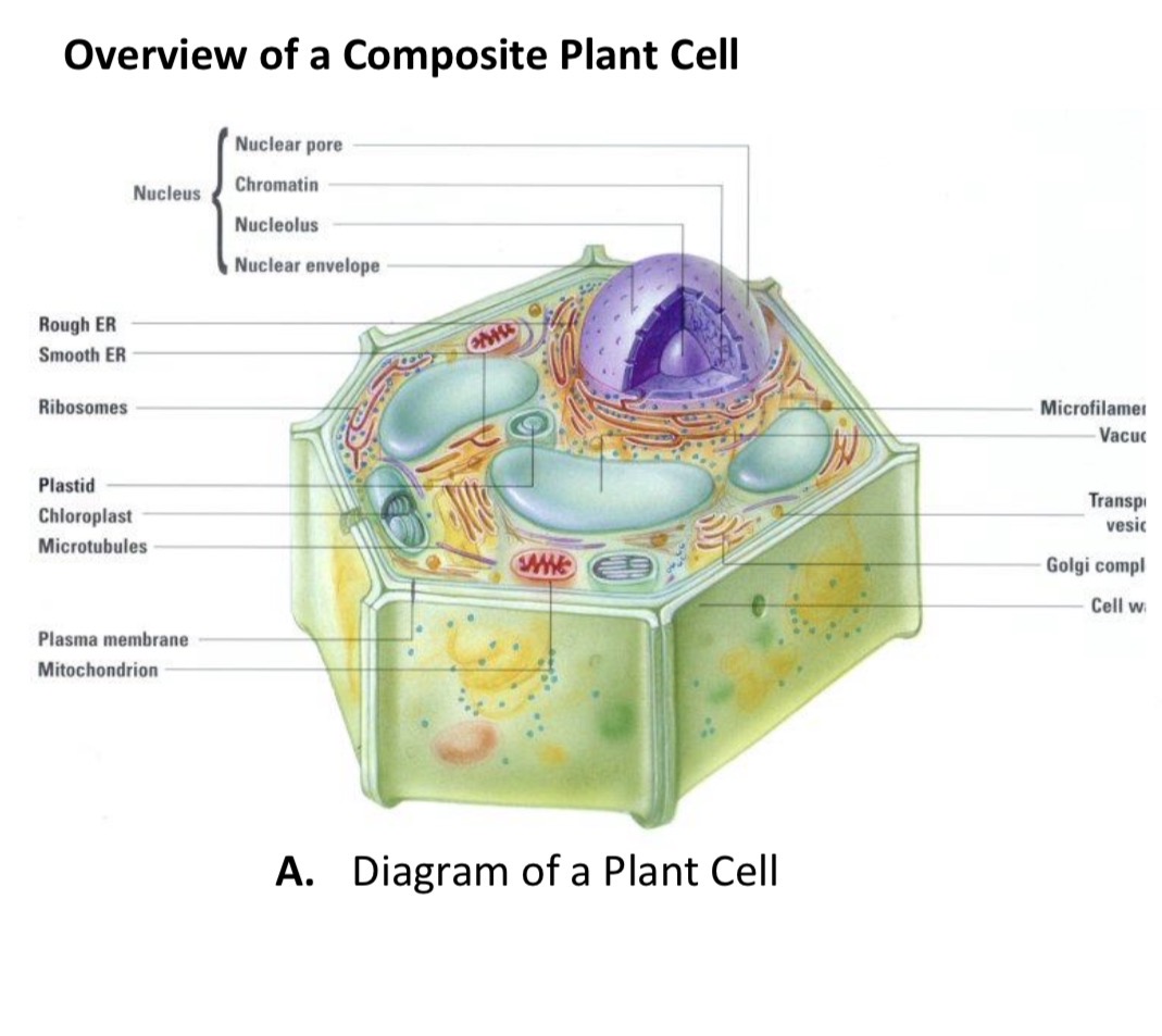 <p>Plant Cells</p>