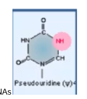 <p>most common RNA modification. Common in tRNAs</p>