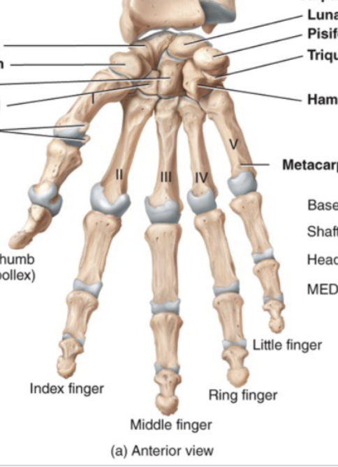 <p>Fingers</p>