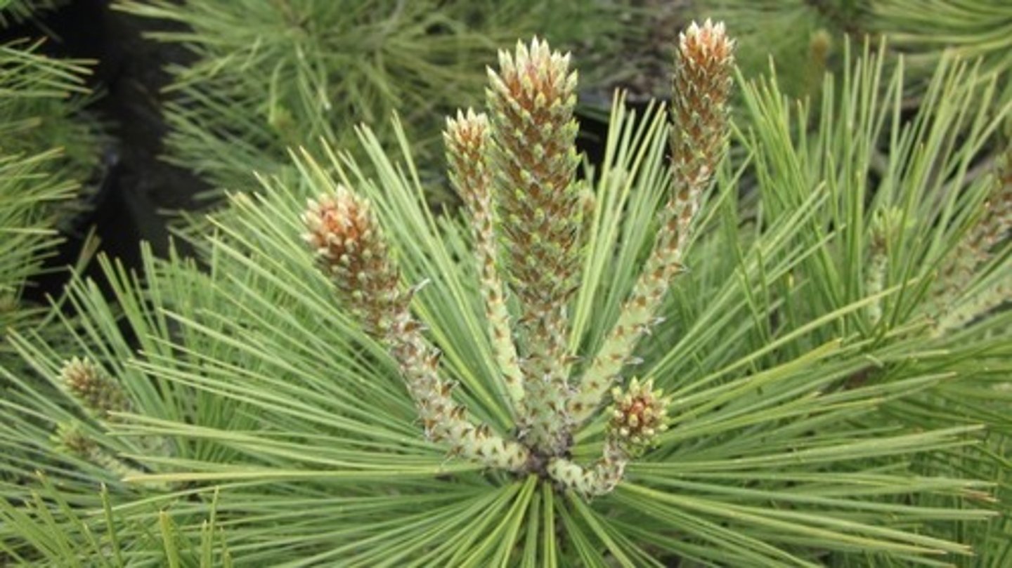 <p>pinus jeffreyi, Pinaceae</p>