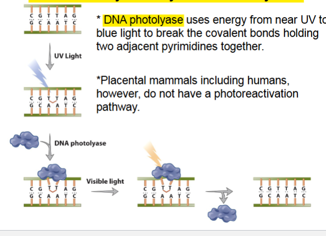 <p>Reversal of thymine-thymine dimers by DNA</p>