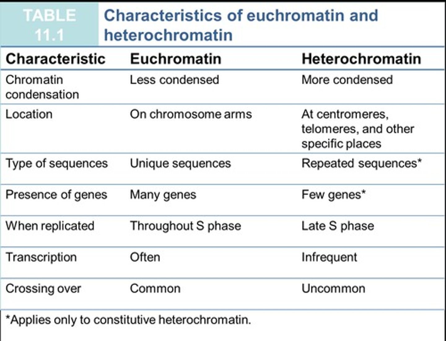 <p>Less condensed DNA, active in transcription.</p>