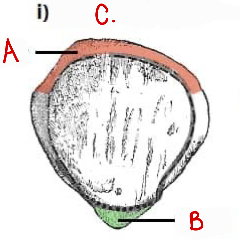 <p>a</p>