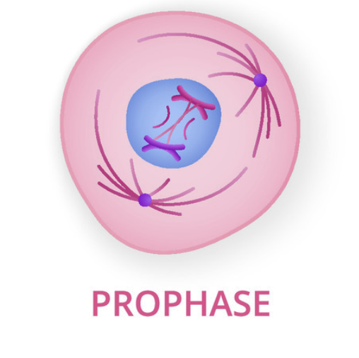 <p>Prophase (1)</p>