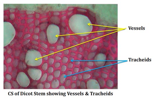 specialized vascular tissue used for water transport 