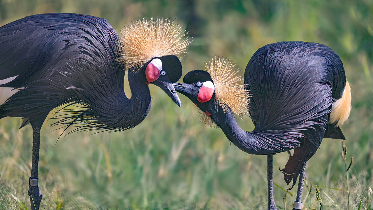 <p>Black-Crowned Crane</p>
