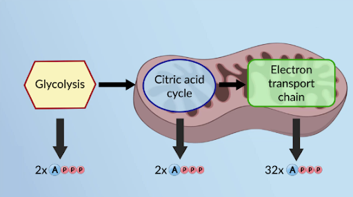 <p>During Cellular Respiration  there are 36 ATP molecules produced</p>