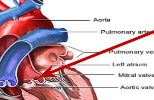 <p>Where is the Aortic Semilunar Valve located?</p>