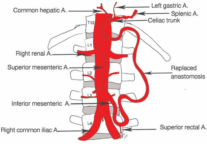 <p>part of hepatic portal system; a major branch of the abdominal aorta that supplies blood to the majority of the small intestine (jejunum &amp; ileum), as well as the ascending and transverse colon; originates from the anterior aspect of the aorta around L1, just inferior to celiac trunk</p>