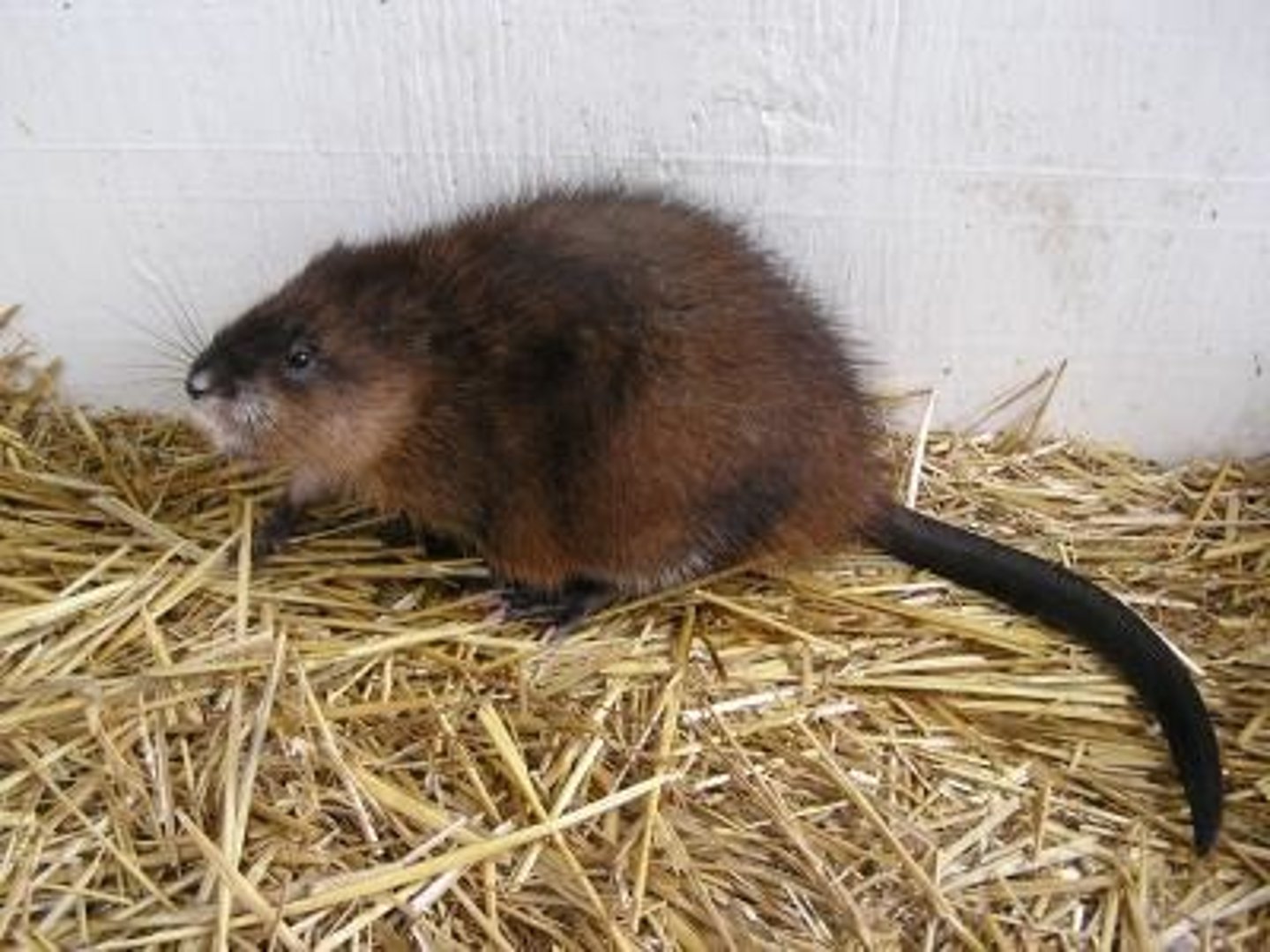 <p>Muskrat</p>