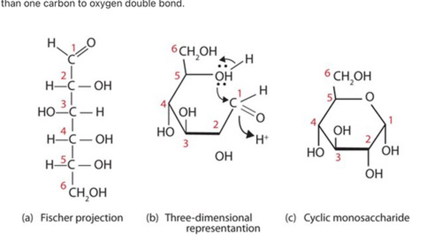 <p>rings are most stable form. in aqueous solutions many sugars form in rings under physiological conditions. the carbon 1 of he chain reacts with hydroxyl group of the carbon 5 in the Prescence of water.</p><p>https://www.google.com/search?q=how+polysacharide+chians+from+rings+animation&amp;rlz=1C1CHZN_enUS931US931&amp;oq=how+polysacharide+chians+from+rings+animation&amp;gs_lcrp=EgZjaHJvbWUyBggAEEUYOTIJCAEQIRgKGKAB0gEJMTIyMzZqMGo5qAIAsAIA&amp;sourceid=chrome&amp;ie=UTF-8#fpstate=ive&amp;vld=cid:0ba7ba26,vid:Ne2119IFpoQ,st:0</p>