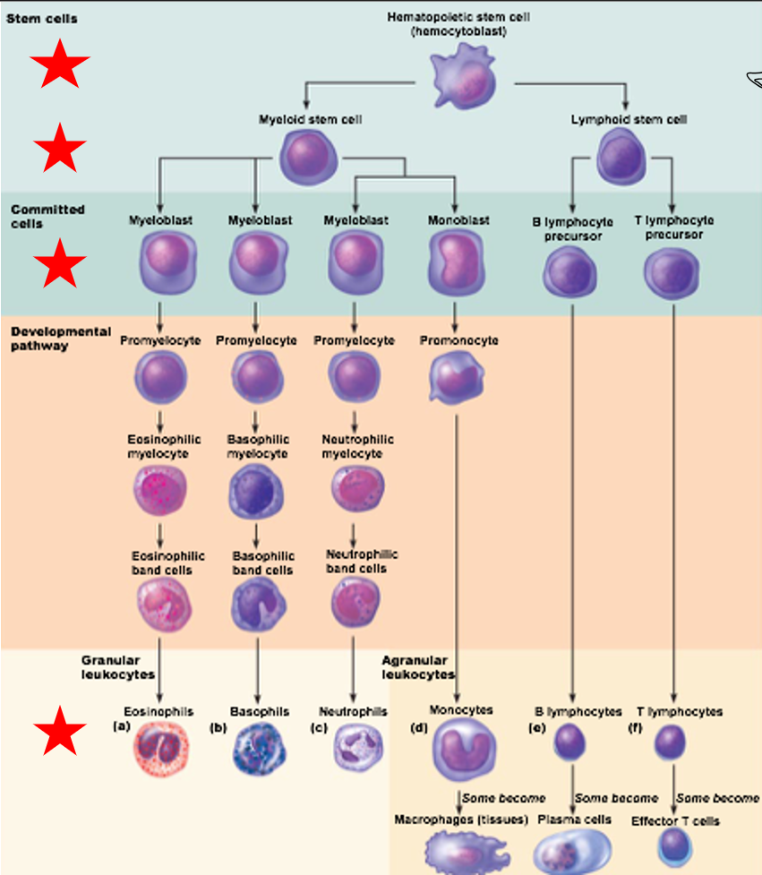 <ol><li><p>Start with Stem Cells - Hematopoietic stem cells (hemocytoblast)</p></li><li><p>Slightly differentiate - Myeloid stem cells or Lymphoid stem cells</p></li><li><p>Cells commits</p><ul><li><p>Myeloid Stem Cells to Myeloblast or Monoblast</p></li><li><p>Lymphoid Stem Cells to B lymphocyte precursor or T lymphocyte precursor</p></li></ul></li><li><p>Developmental Pathway</p></li><li><p>Final Stage</p><ul><li><p>Granular leukocytes form from Myeloblast</p><ul><li><p>Eosinophils</p></li><li><p>Basophils</p></li><li><p>Neutrophils</p></li></ul></li><li><p>Agranular leukocytes form from Monoblasts, B lymphocyte precursors and T lymphocyte precursors</p><ul><li><p>Monocytes</p></li><li><p>B lymphocytes </p></li><li><p>T lymphocytes</p></li></ul></li></ul></li></ol><p></p>